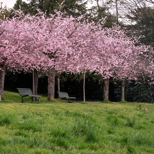 Prunus serrulata Kwanzan