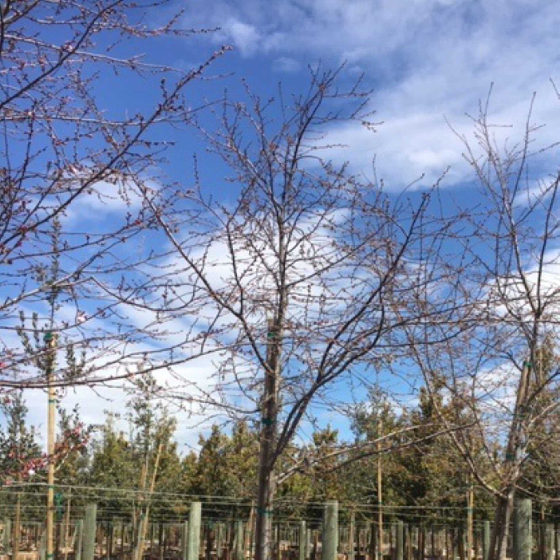 Akebono Flowering Cherry