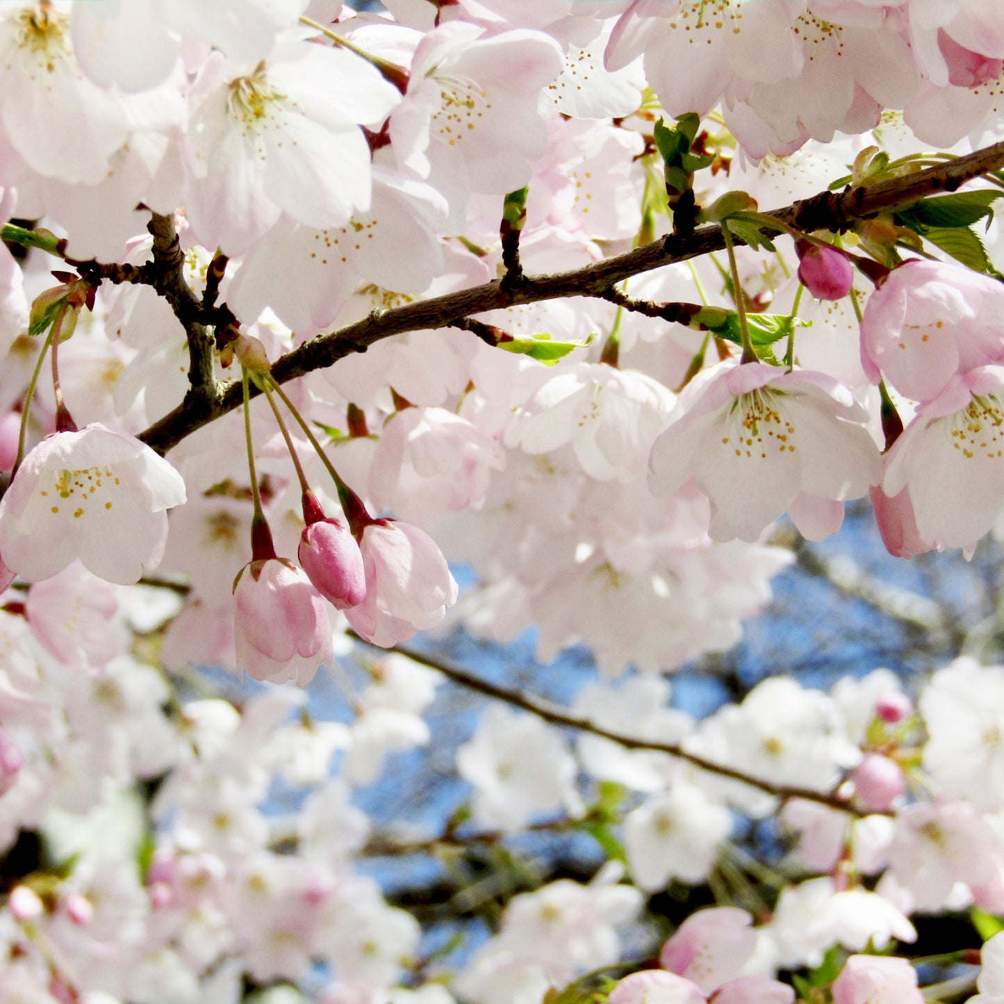 Akebono Flowering Cherry