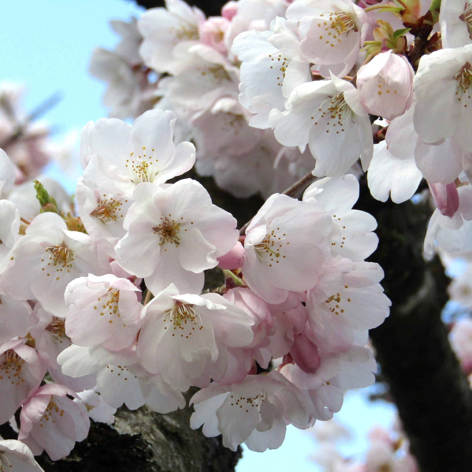 Akebono Flowering Cherry