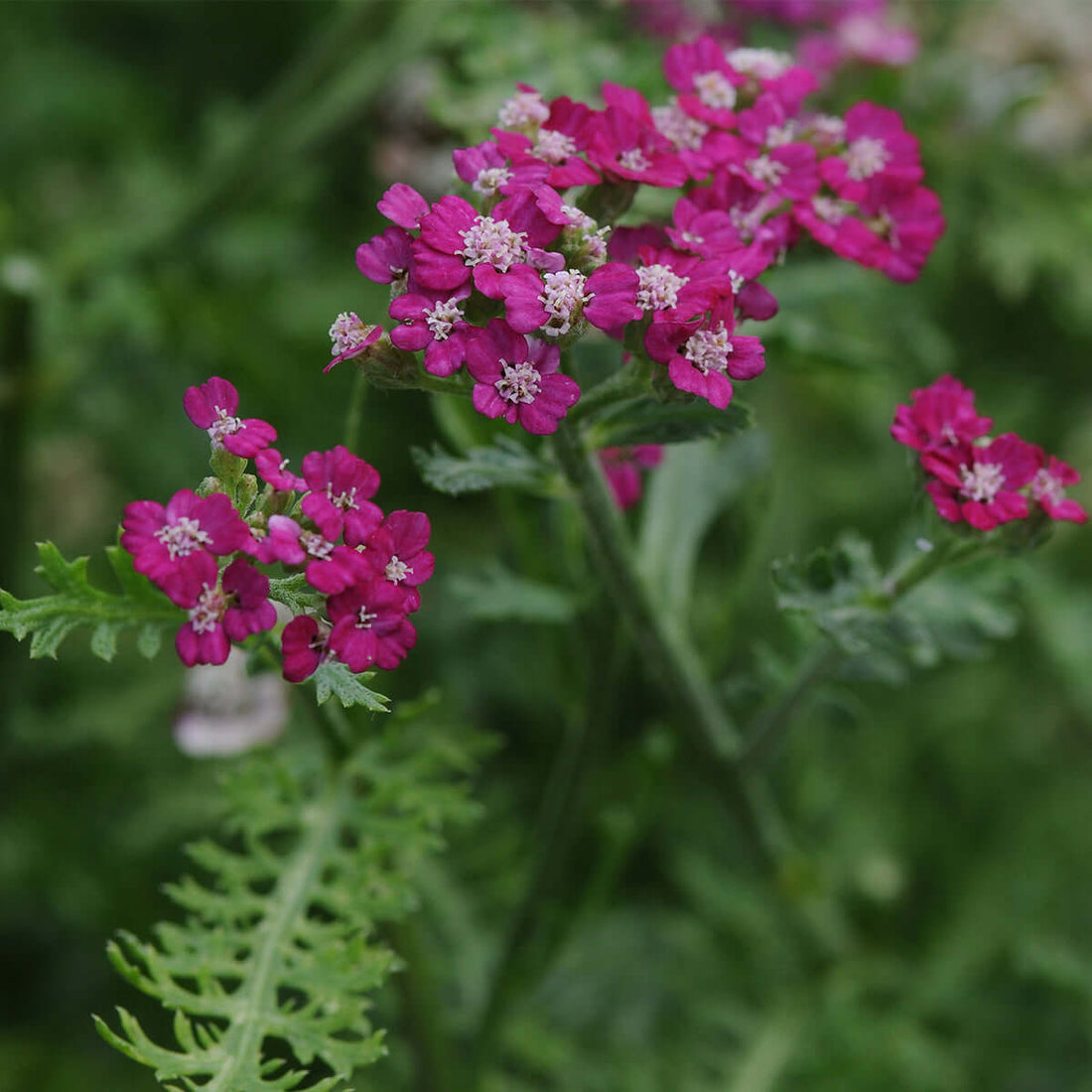 Purple Yarrow | Plants Express