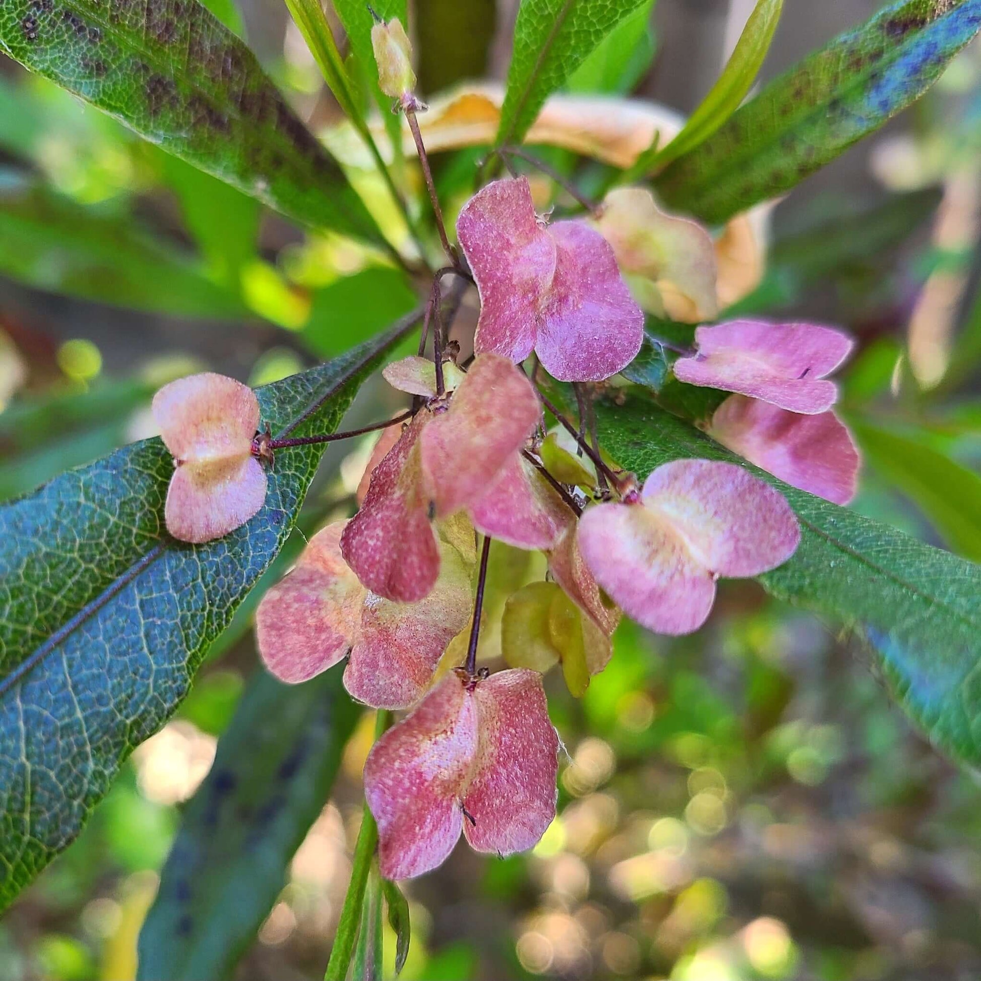 Purple Hopseed Bush