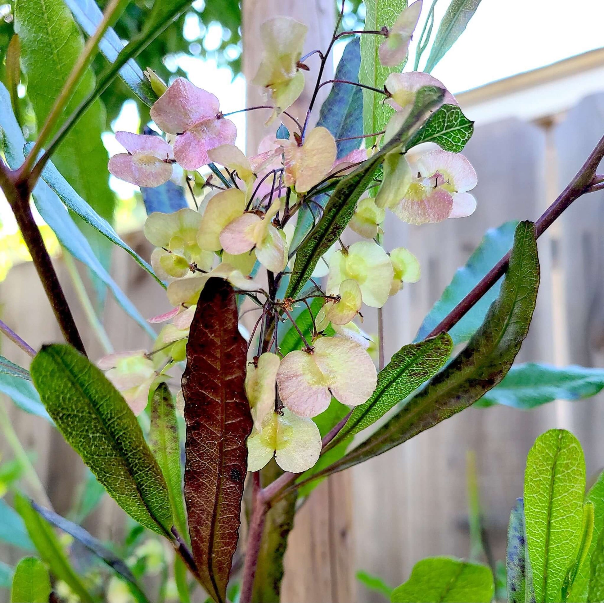 Purple Hopseed Bush