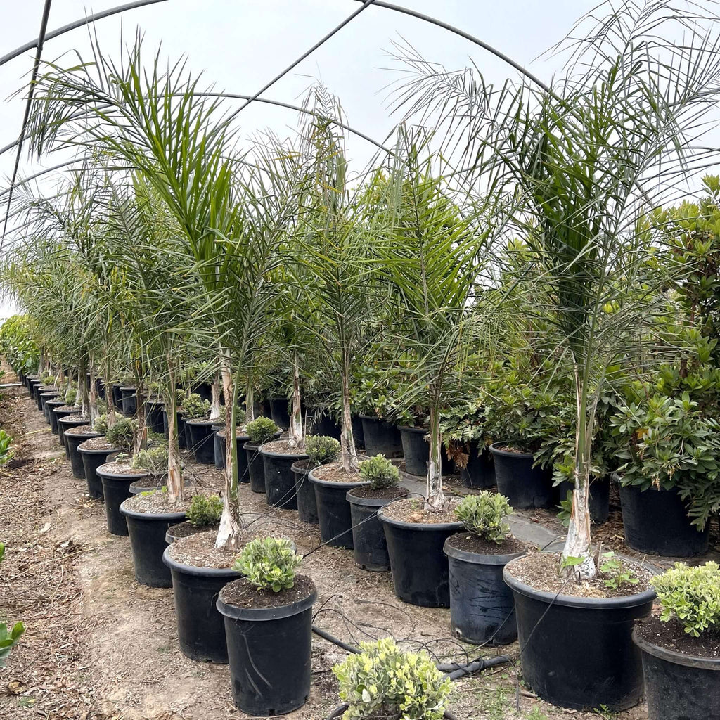 syagrus romanzoffianum queen palm