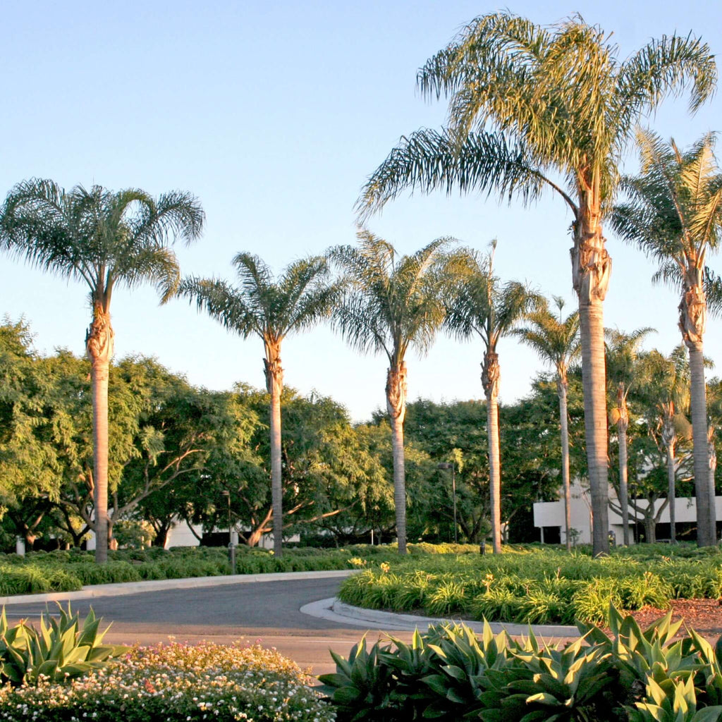  Queen Palm Tree