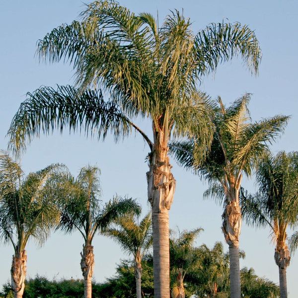 plants that grow on palm tree trunks Queen Palm Tree