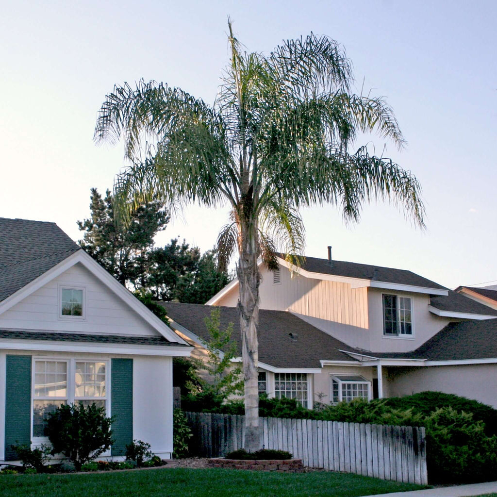syagrus romanzoffianum queen palm