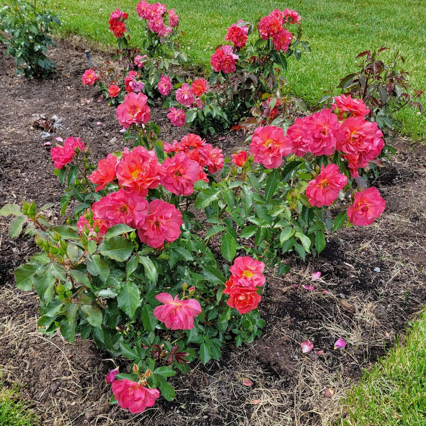 Cinco De Mayo Rose Planted in Garden