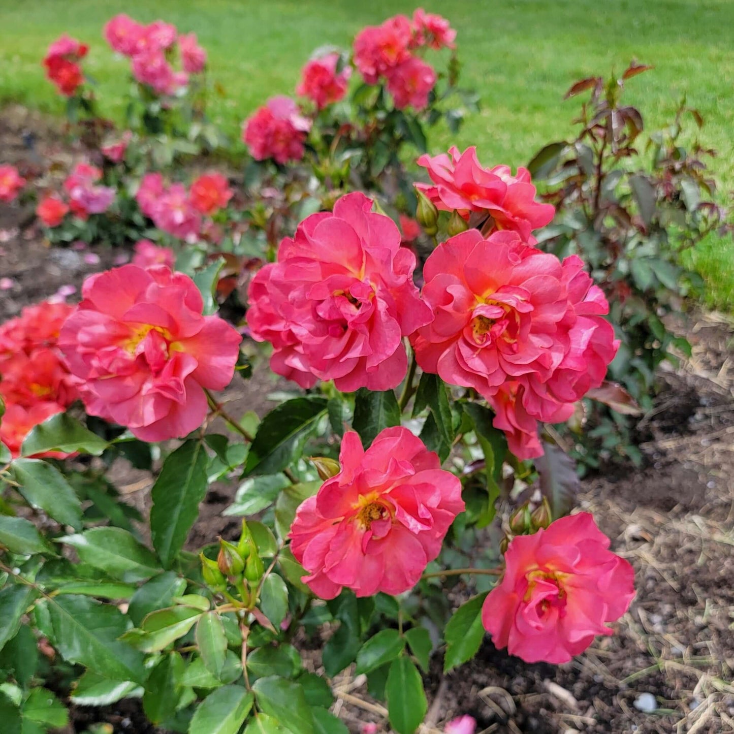 Cinco De Mayo Floribunda Rose