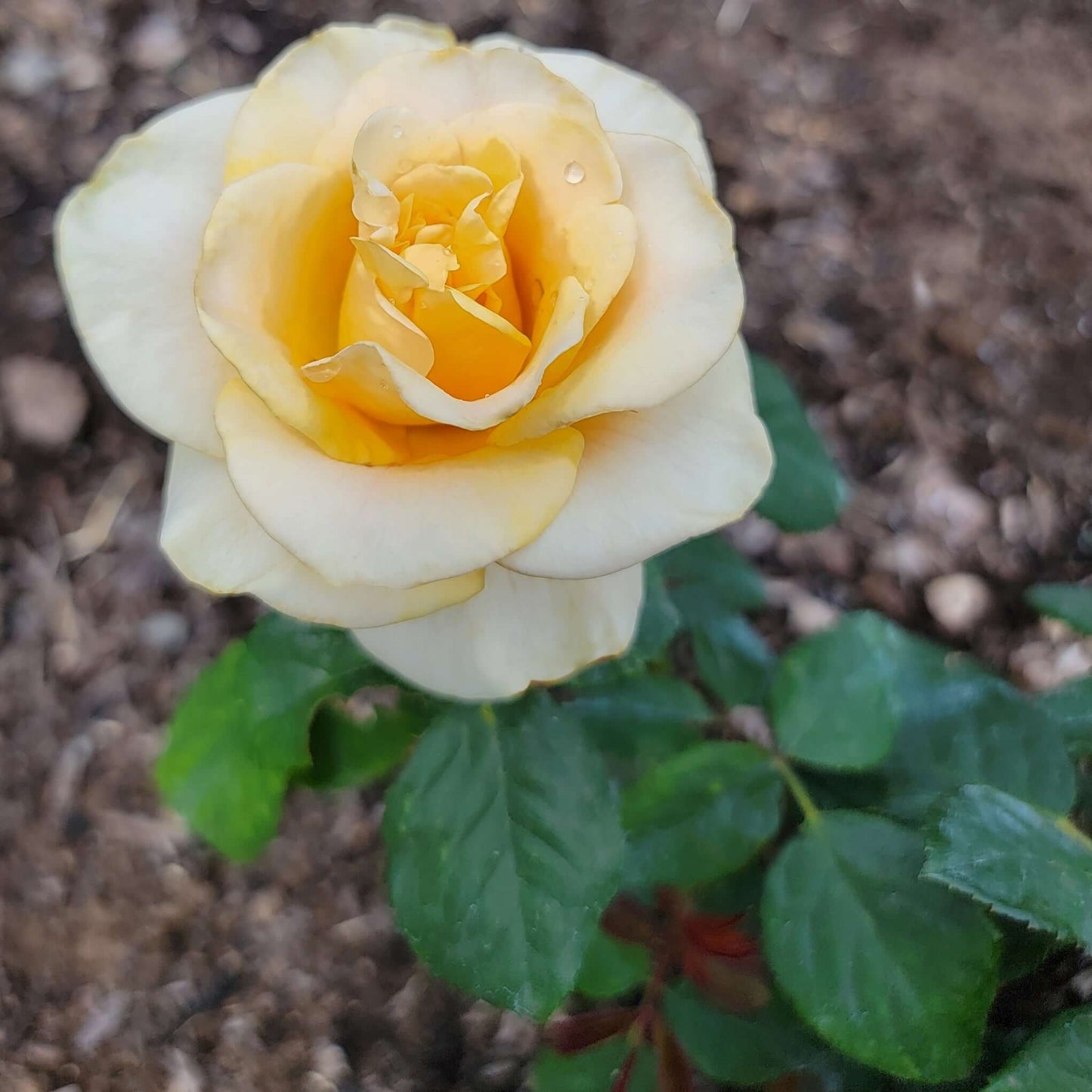 Marilyn Monroe Rose Close-Up