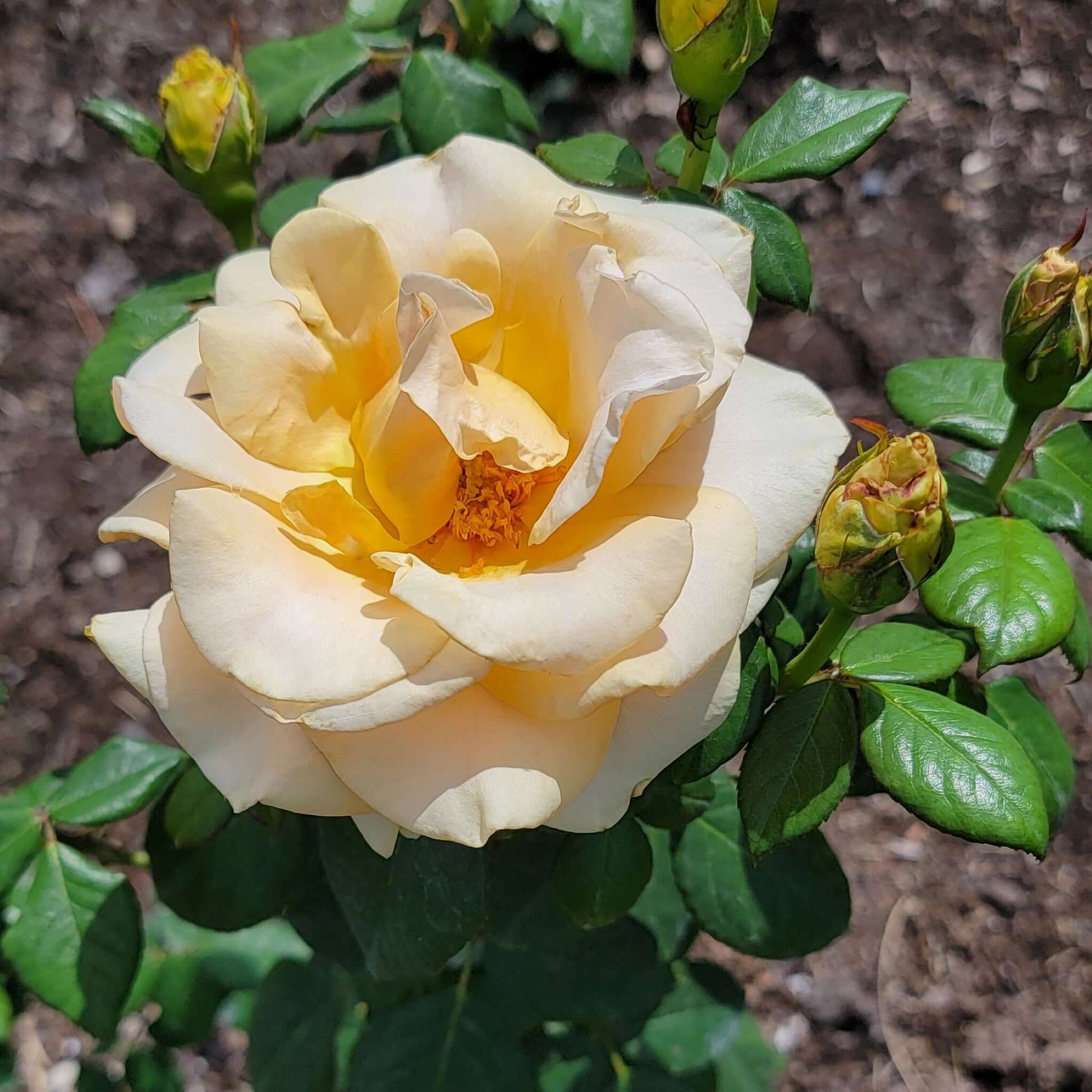 Marilyn Monroe Rose Bloom Apricot Colored Rose