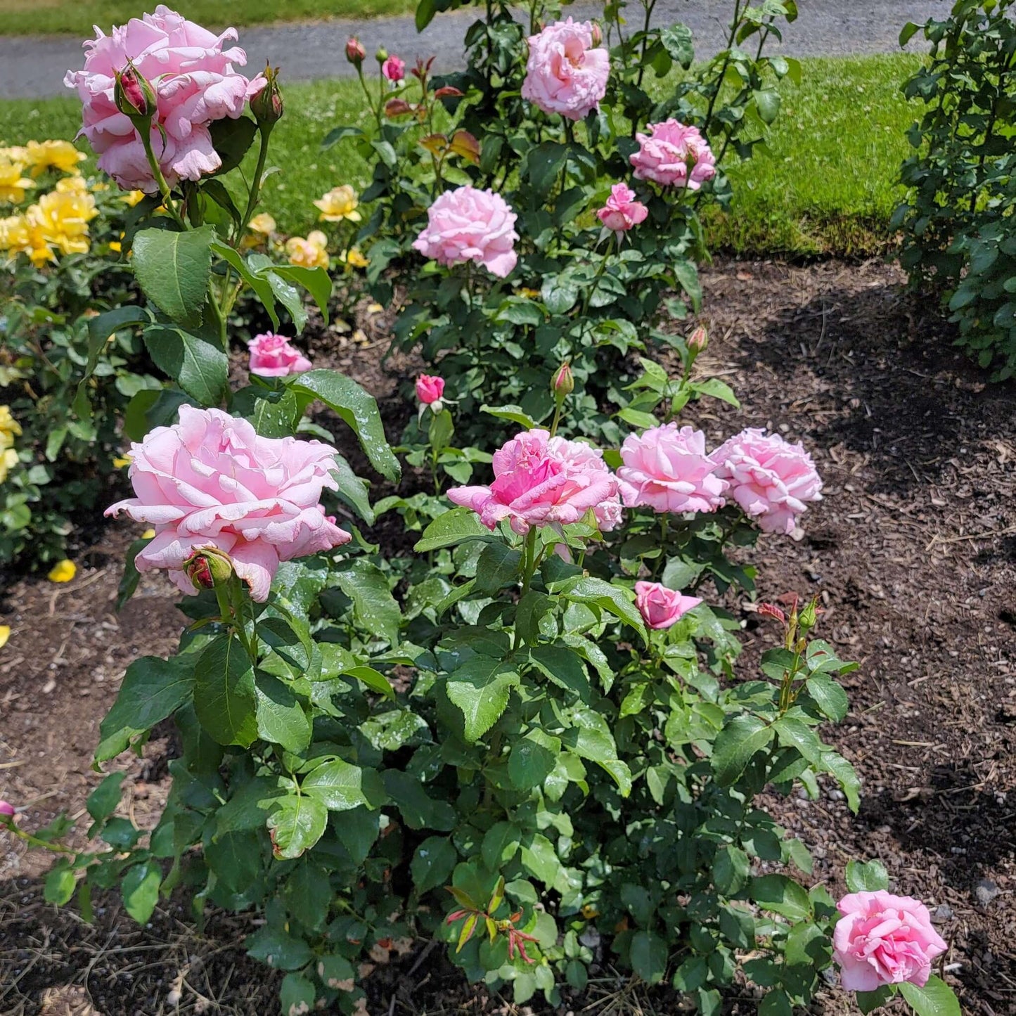 Memorial Day Rose Bush Pink Flowers Planted Blooming