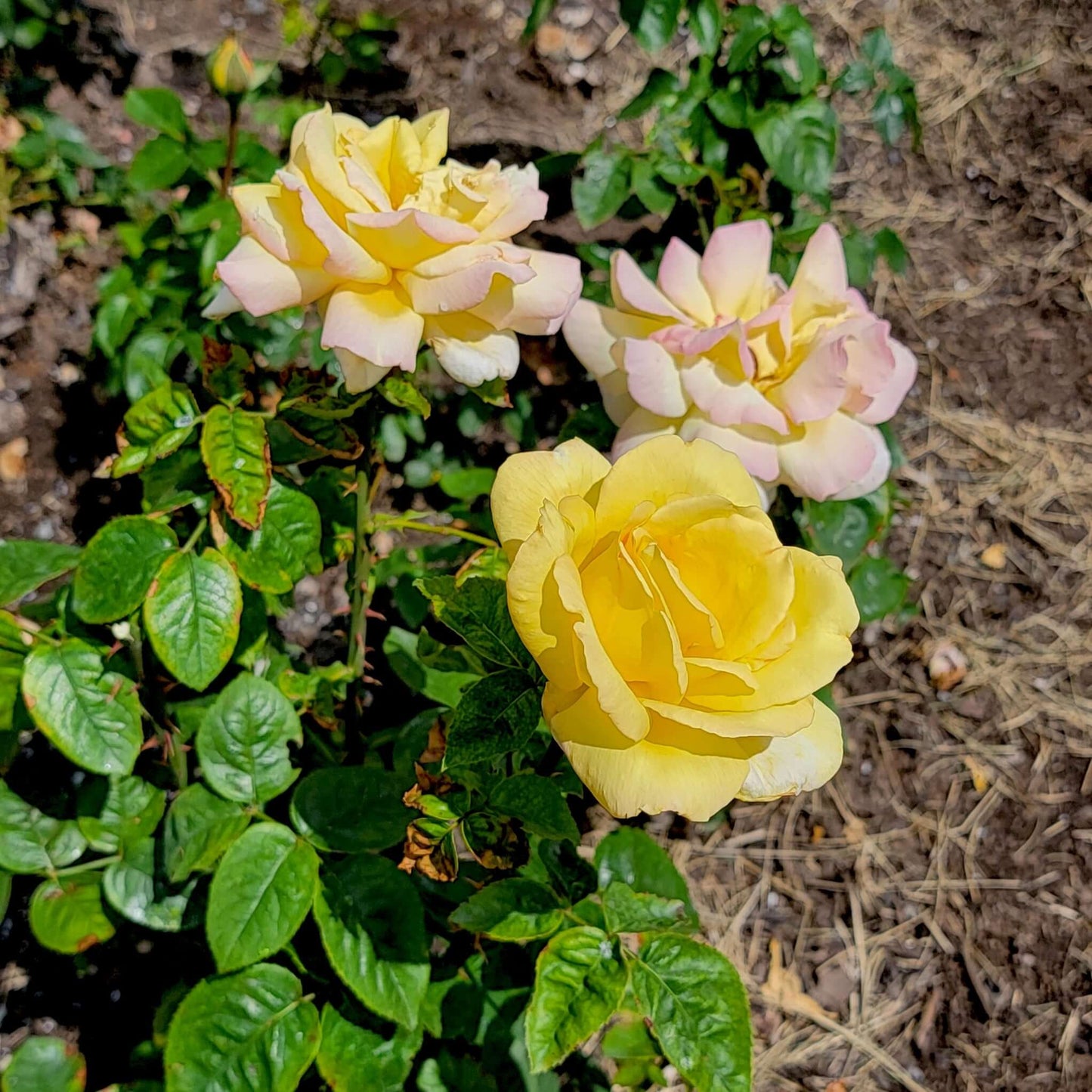 Peace hybrid tea rose