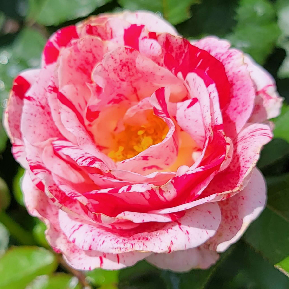 Scentsational Roses Scentimental Rose | Plants Express