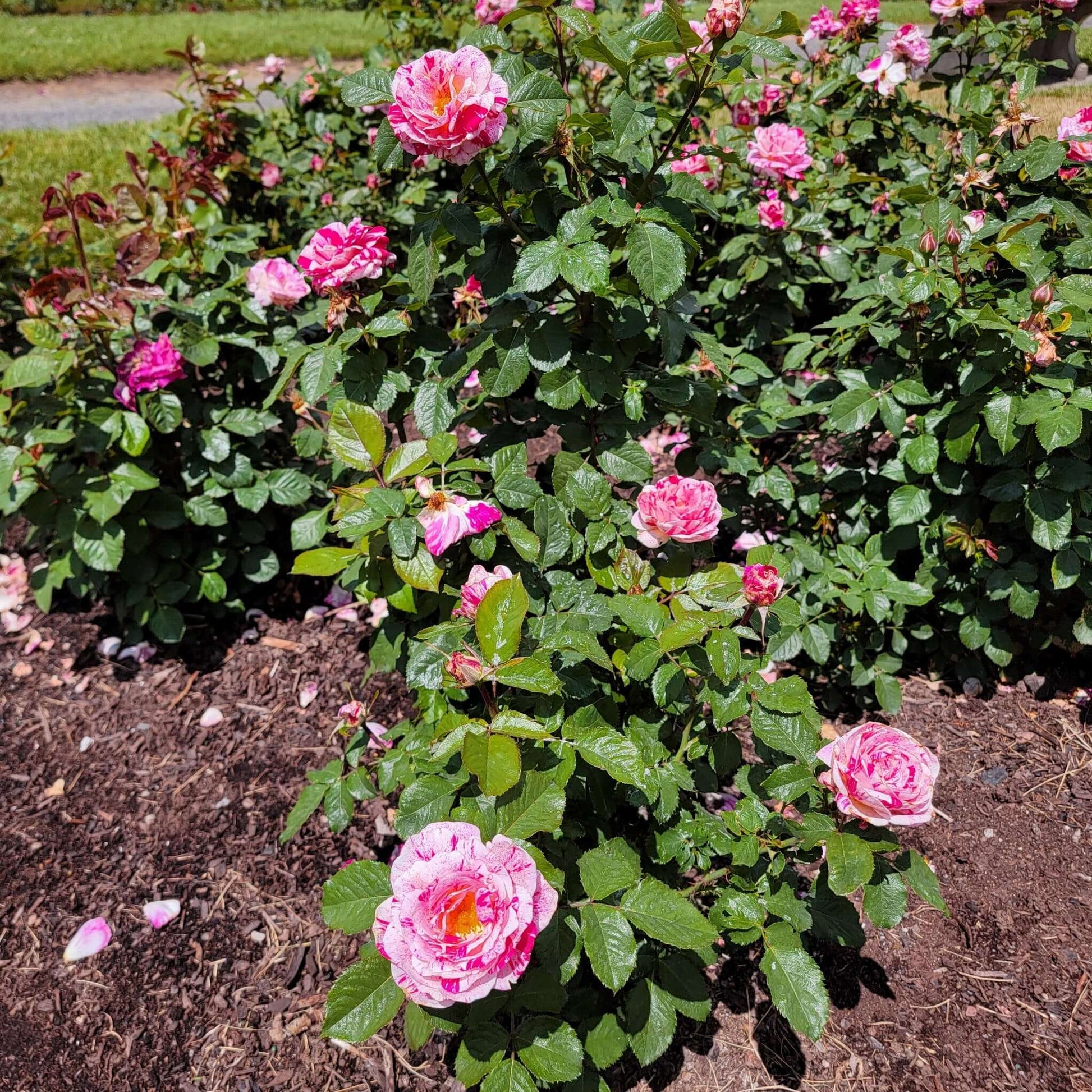 Scentimental Rose Bush Garden Landscape