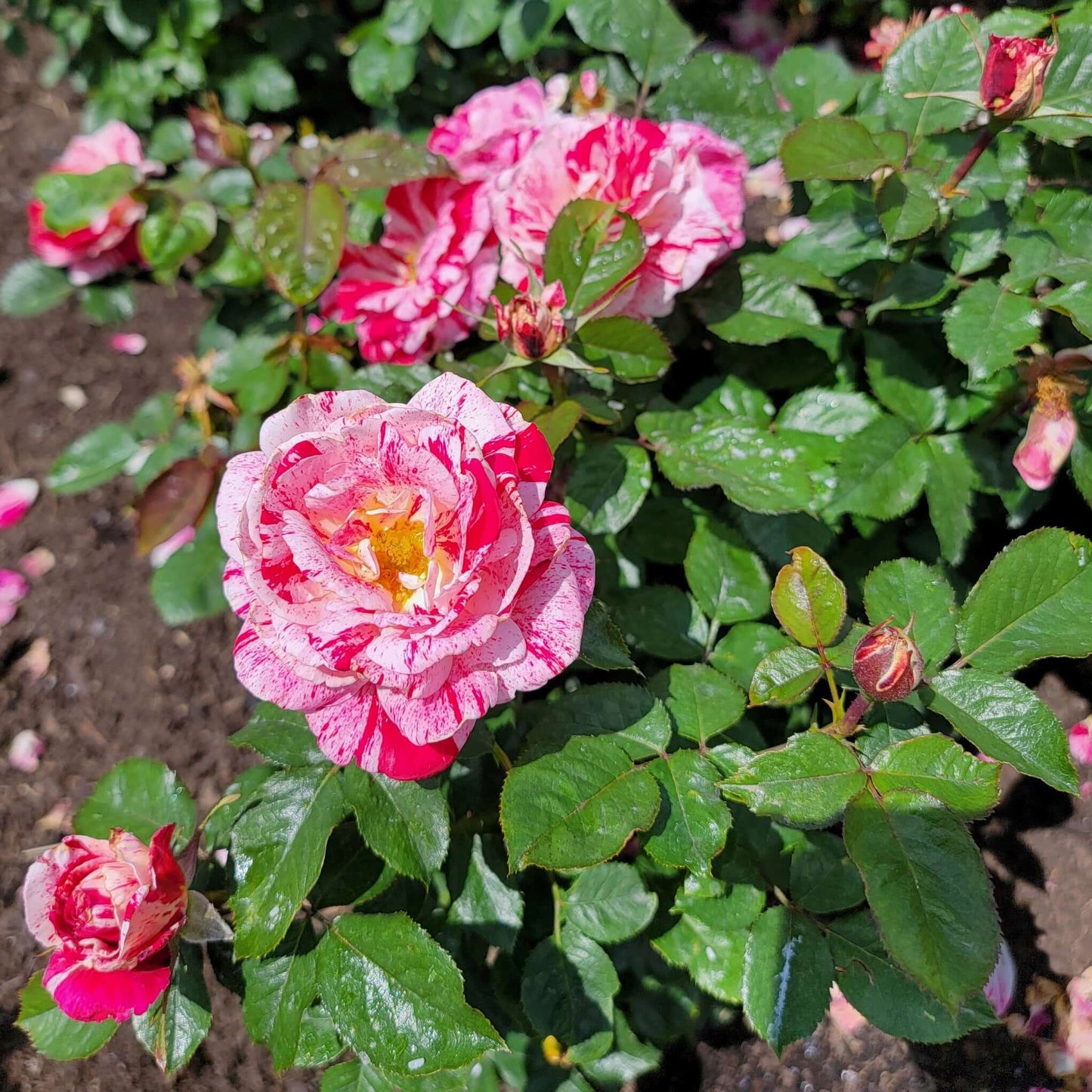 Scentimental Rose Bush also known as Maria Bonita