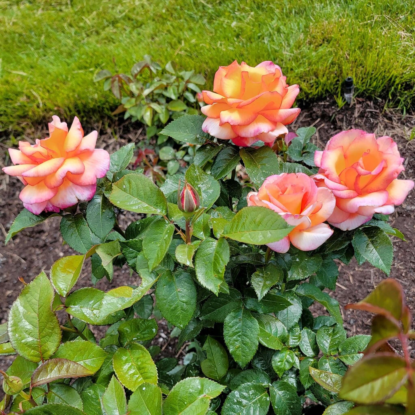 Sheila’s Perfume Rose Pink and Yellow Flowers