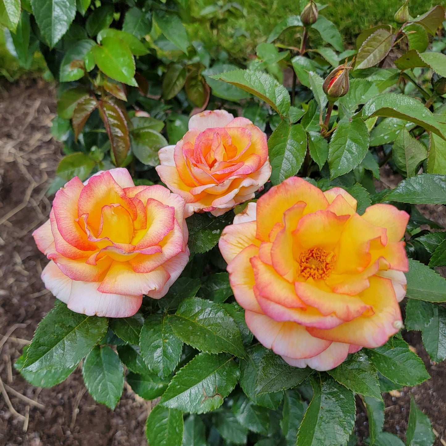 Sheila’s Perfume Rose also known as Rosa Harsherry