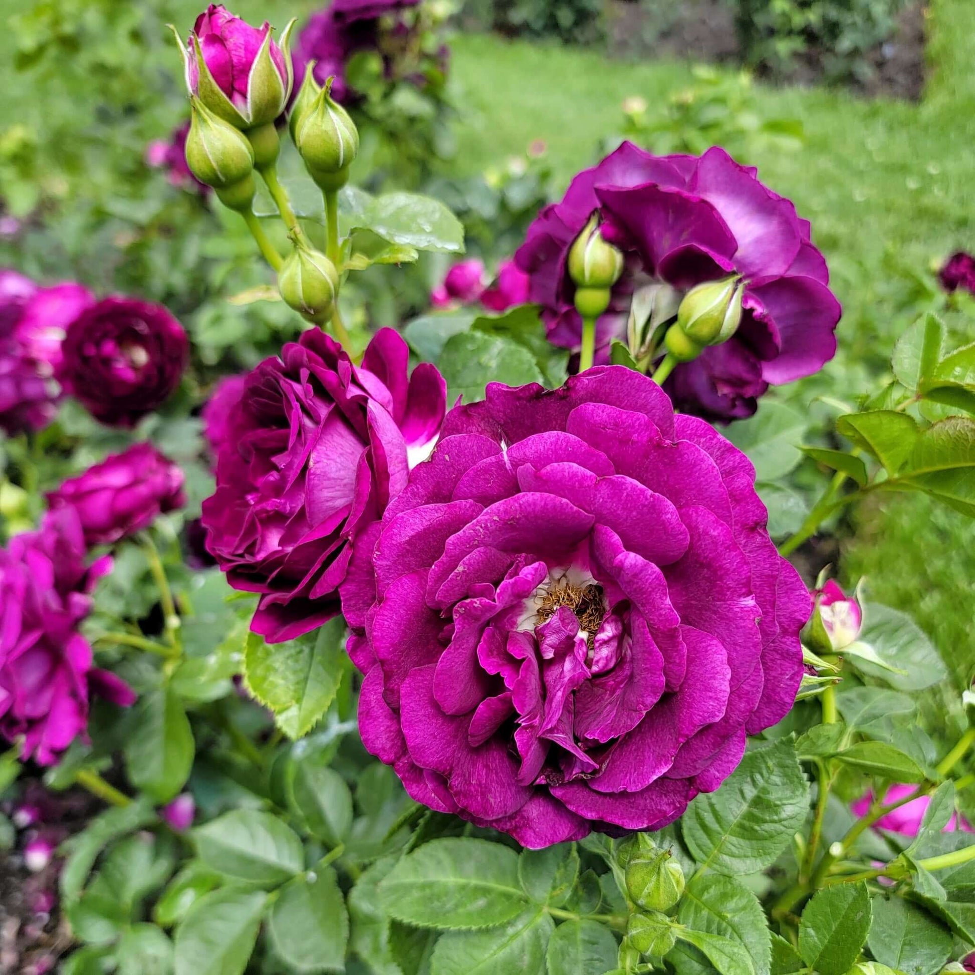 Twilight Zone Rose Purple Flower Bloom