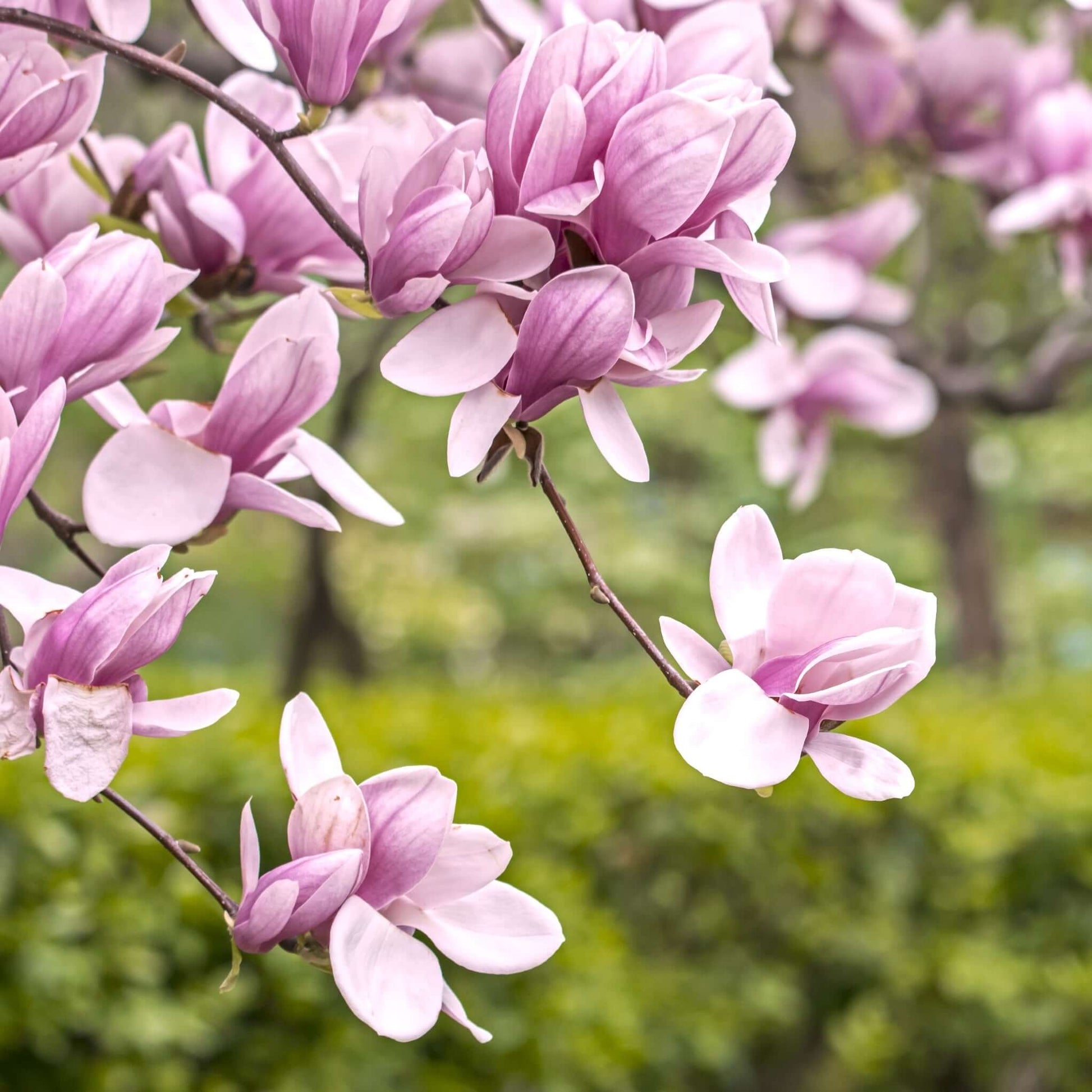 magnolia trellis plant Saucer Magnolia Tree