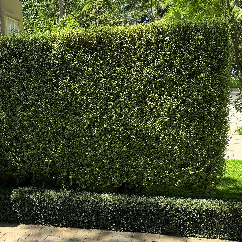 Pittosporum Silver Sheen