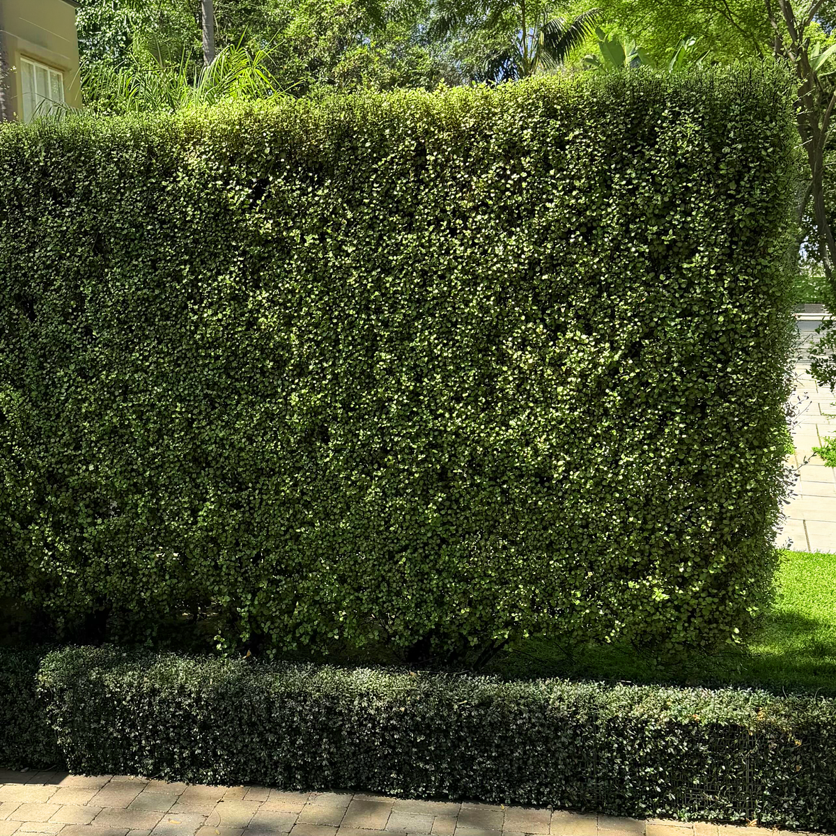 Pittosporum Silver Sheen