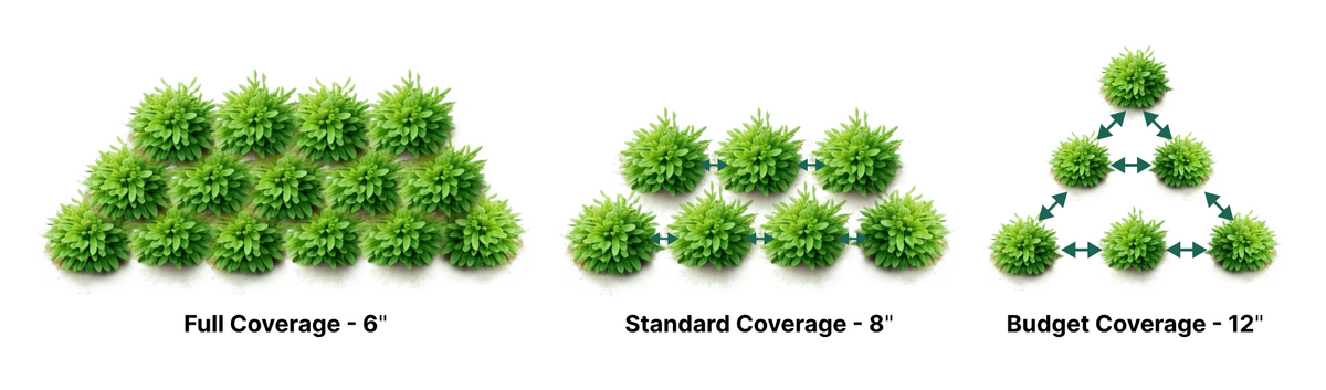 Triangular Growing Patterns Thymus serpyllum 'Creeping Thyme' - Groundcover Flat – Plants Express