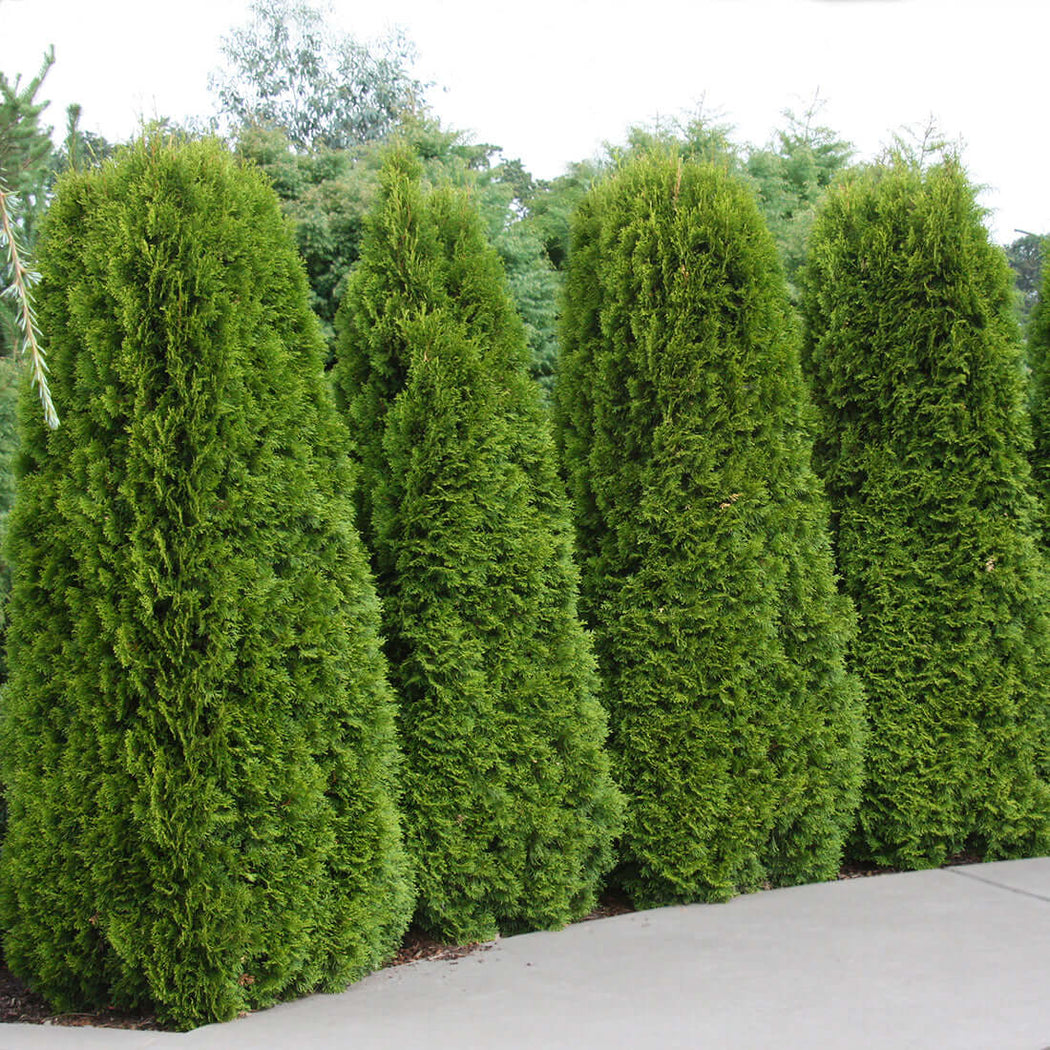 Emerald Green Arborvitae Plants Express