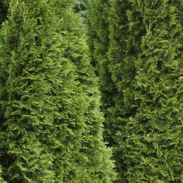 thuja emerald green arborvitae