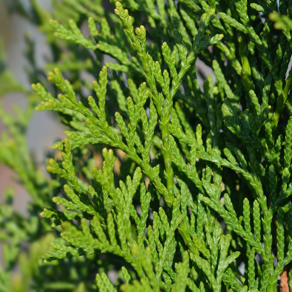 thuja emerald green arborvitae