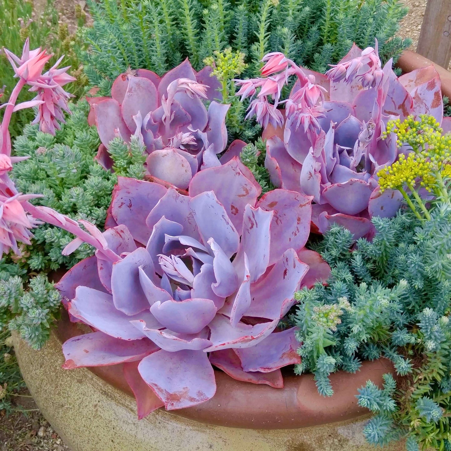 Afterglow Echeveria (7898923204863)