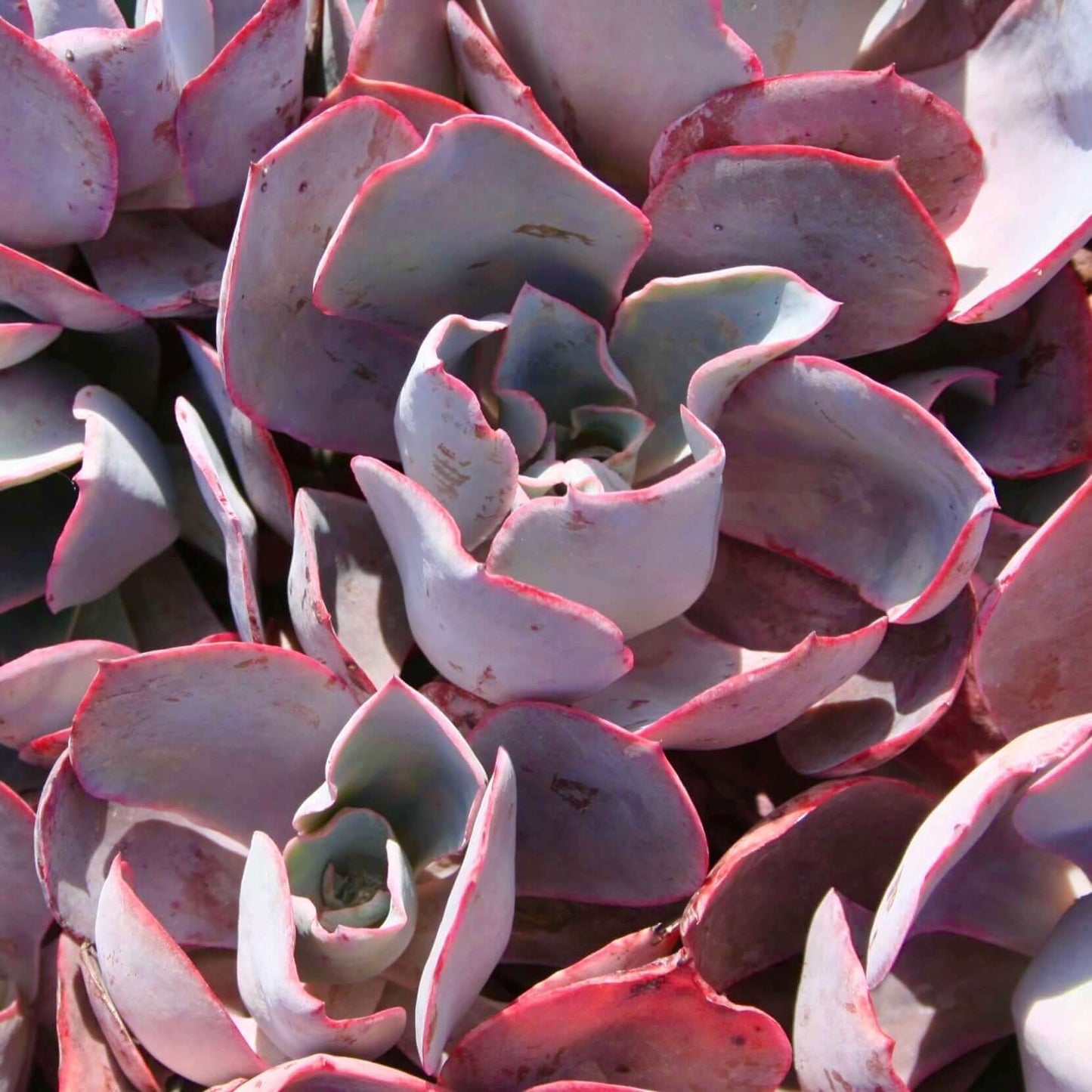 Afterglow Echeveria (7898923204863)