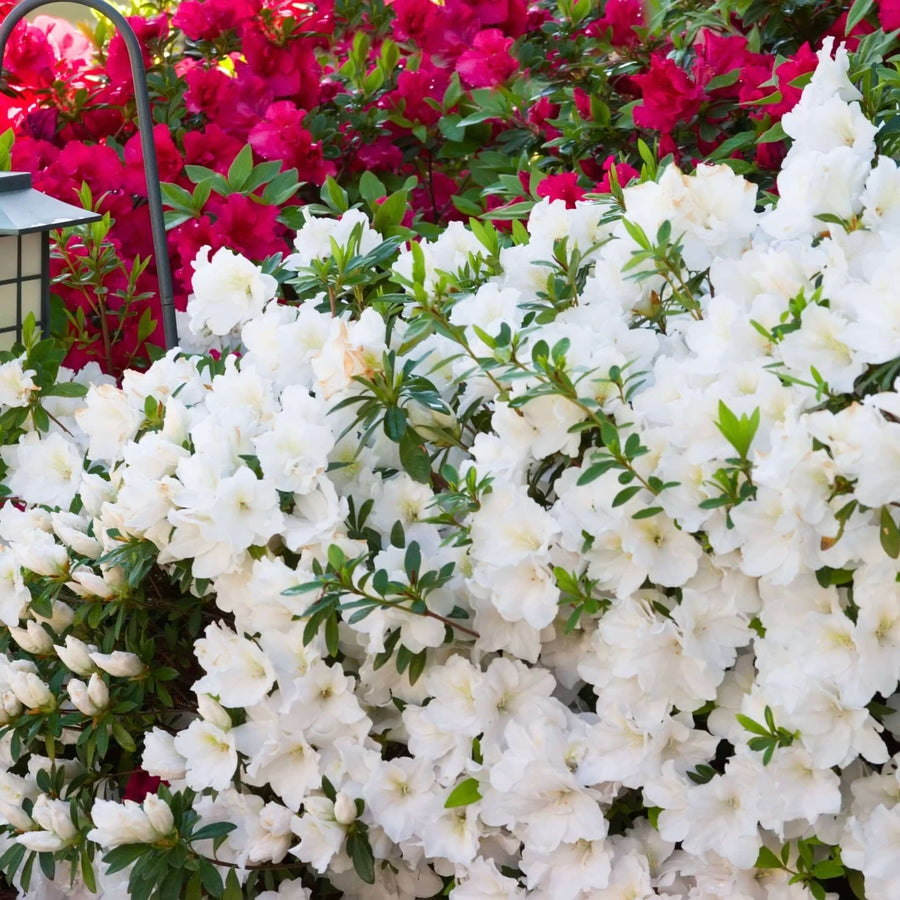 Azalea 7gl Azalea Shrubs | Flowering Shade Plants | Plants Express