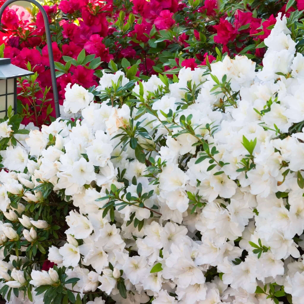 Azalea plants (7823949365503)