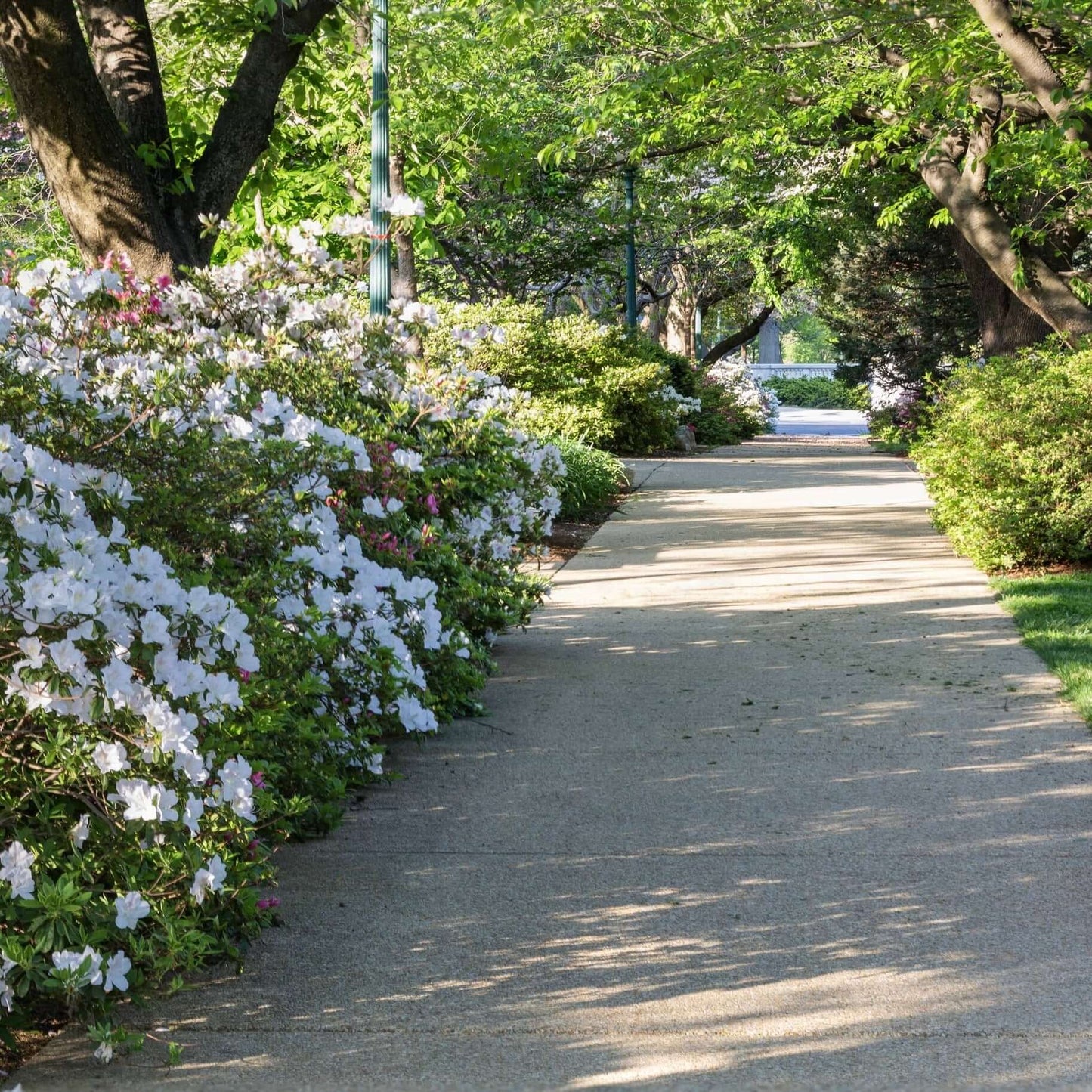 Alaska Azalea (7823949365503)