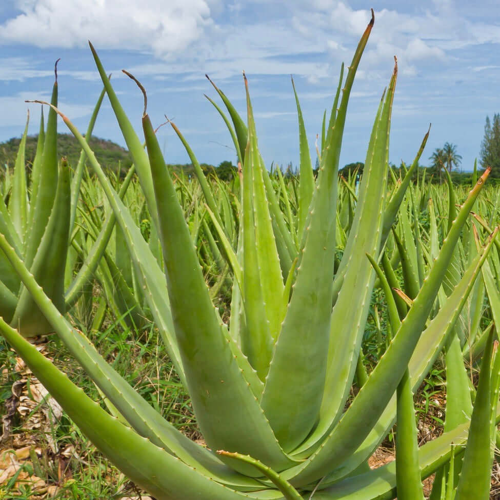 plant aloe vera kopen Aloe Vera Plant - 5 Gal