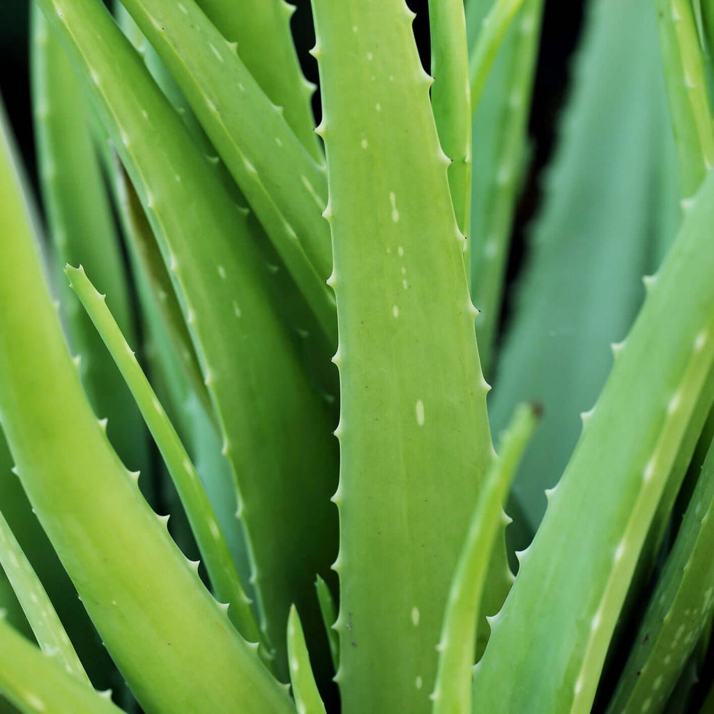 Aloe Vera Plant (7889241833727)