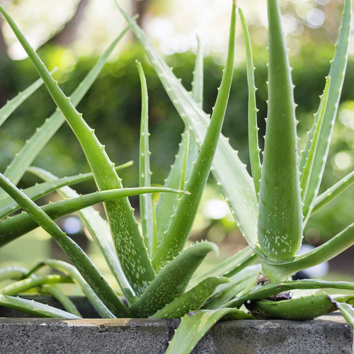 Aloe Vera Plant - 5 Gal