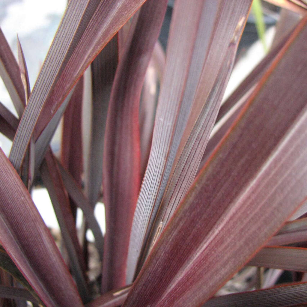 Phormium tenax 'Amazing Red'