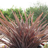 Amazing Red New Zealand Flax
