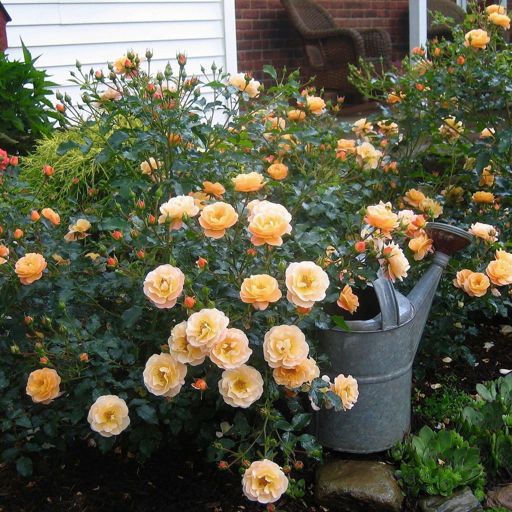 Amber Flower Carpet Groundcover Rose (7823953002751)