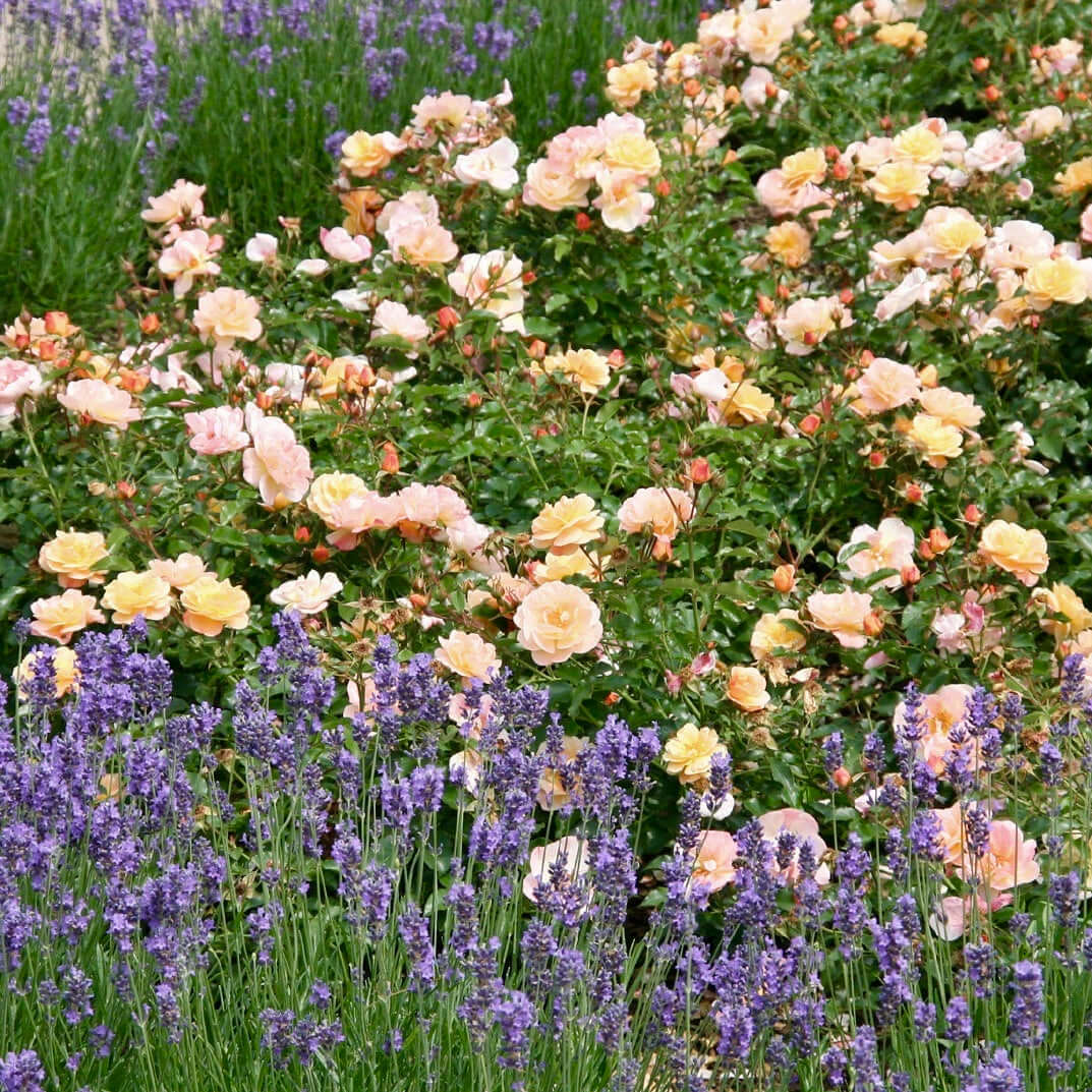 Amber Flower Carpet Groundcover Rose (7823953002751)
