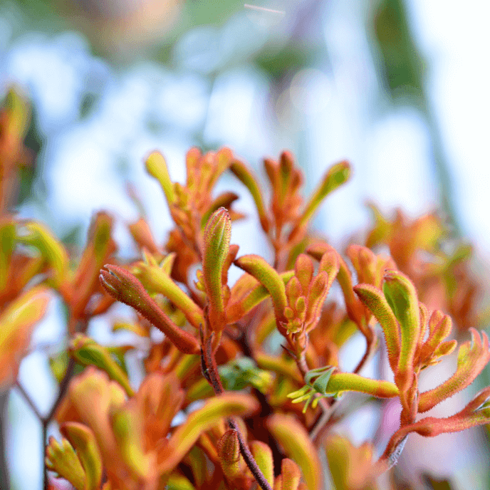 Amber Velvet Kangaroo Paw (7890129912063)