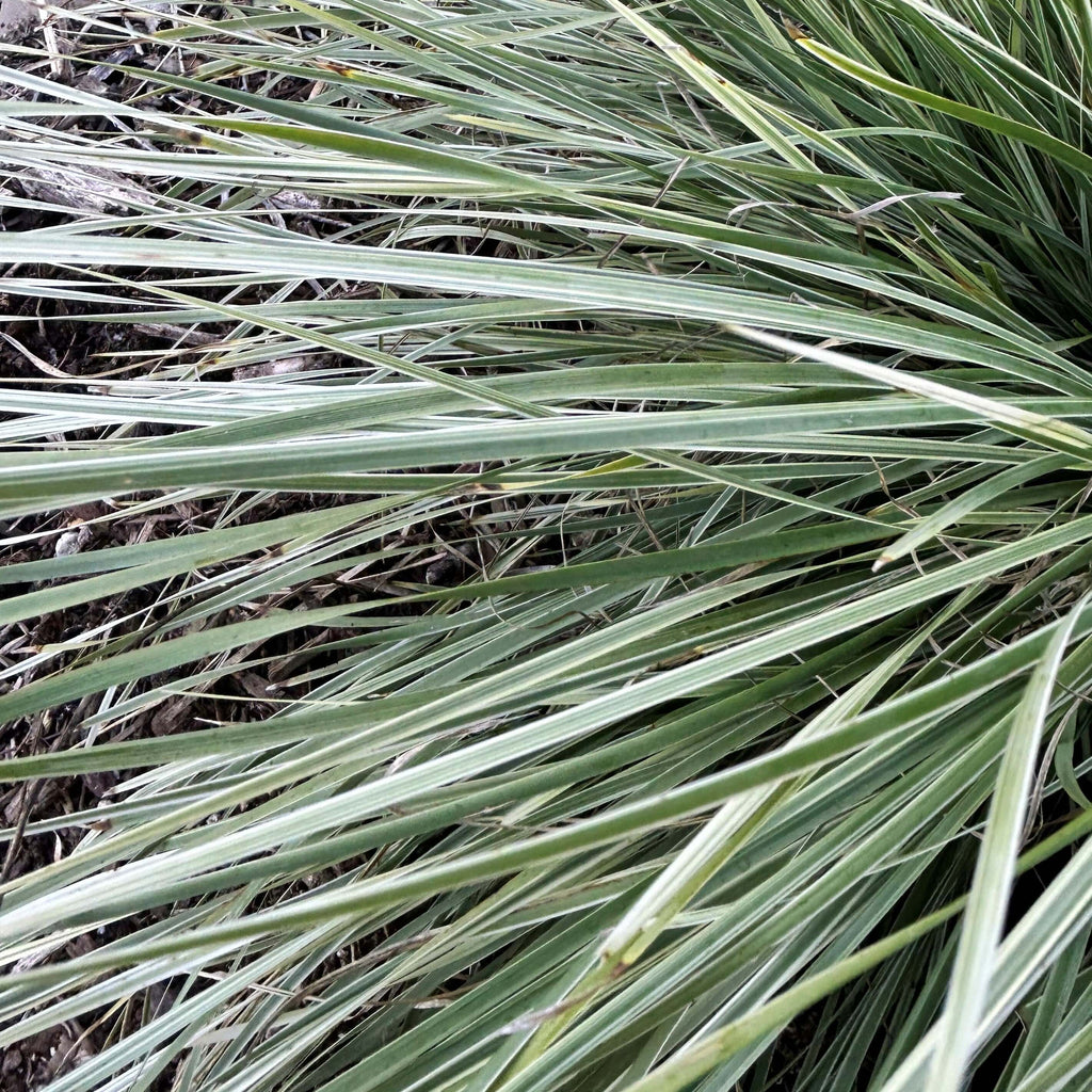 Lomandra longifolia (7915205492991)