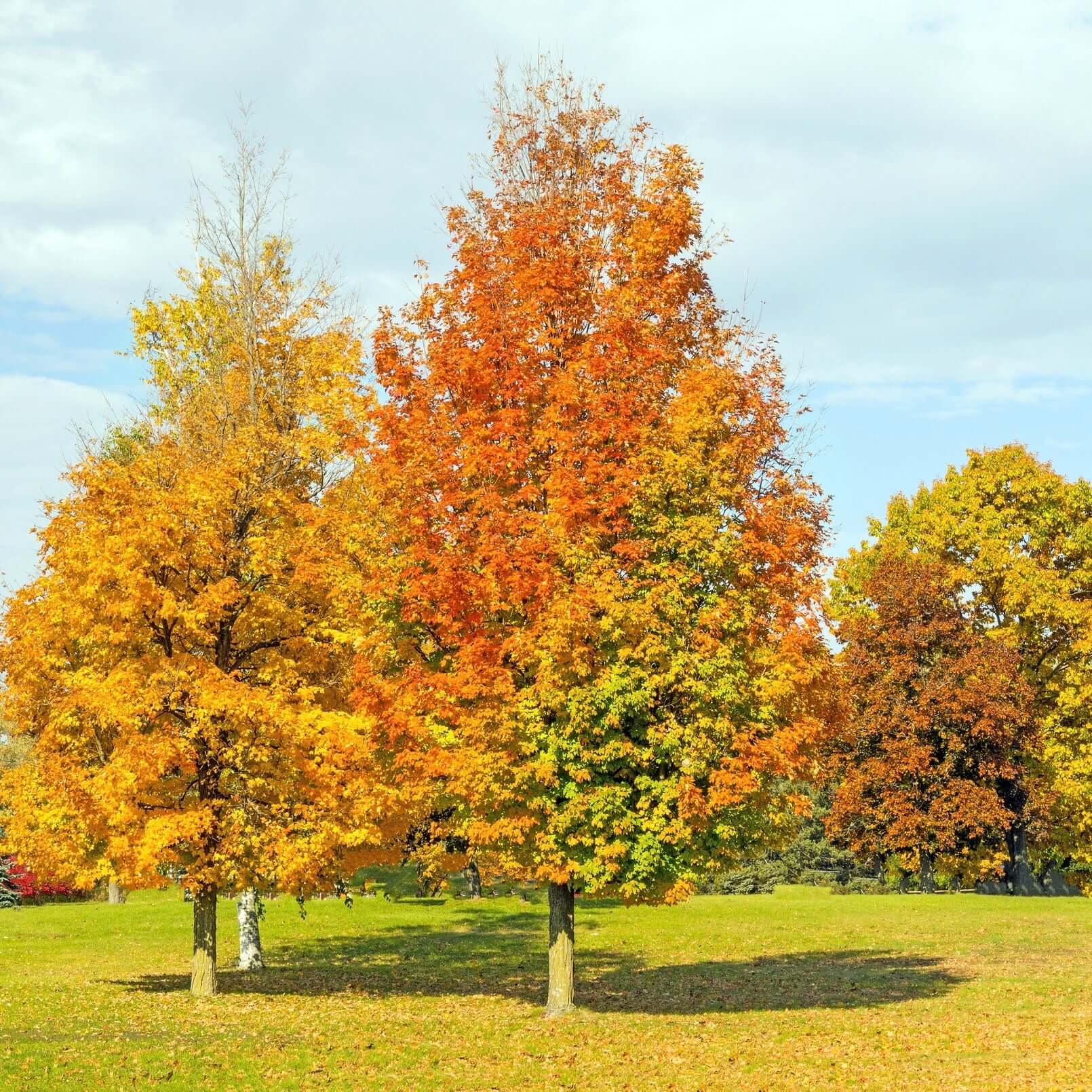 Armstrong Red Maple (Acer rubrum 'Armstrong') – Plants Express
