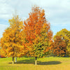 Armstrong Red Maple Tree
