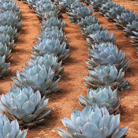 Artichoke Agave (7889268080895)