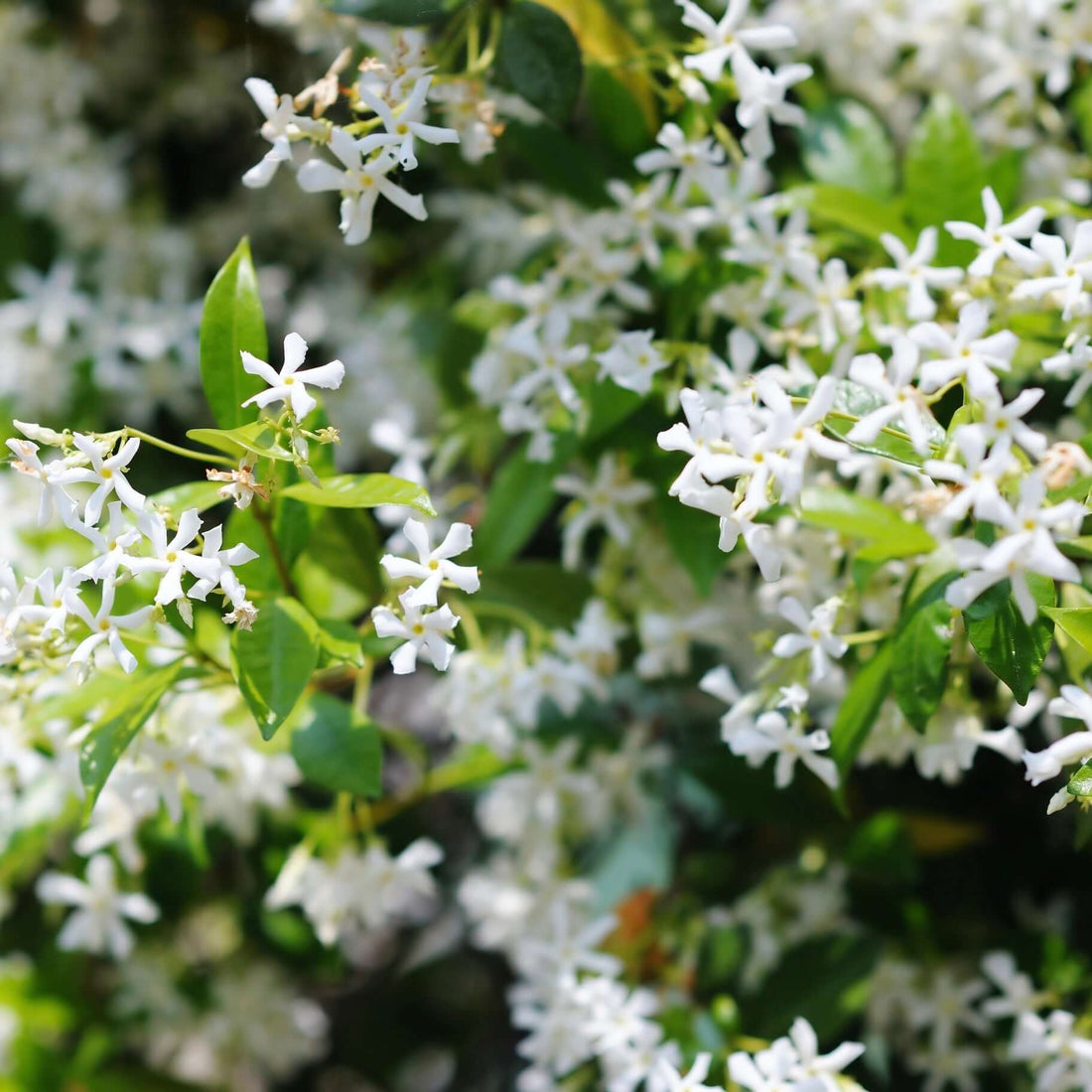 asian jasmine plants Trachelospermum asiaticum (Asian Jasmine) – Plants Express