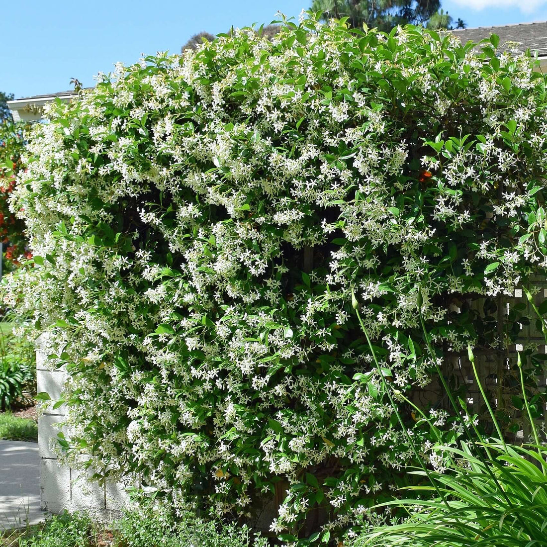 Trachelospermum asiaticum (Asian Jasmine) – Plants Express