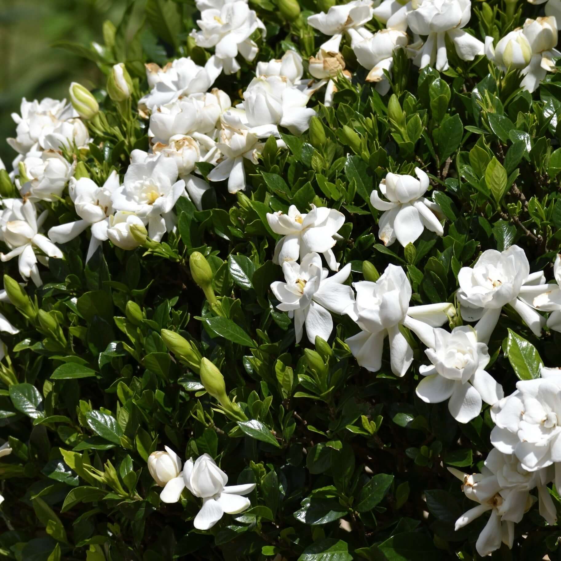 Gardenia jasminoides 'August Beauty' – Nurseries Caroliniana